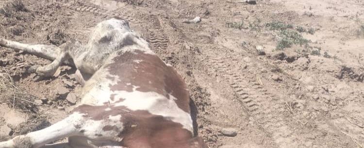 Вынужденый забой