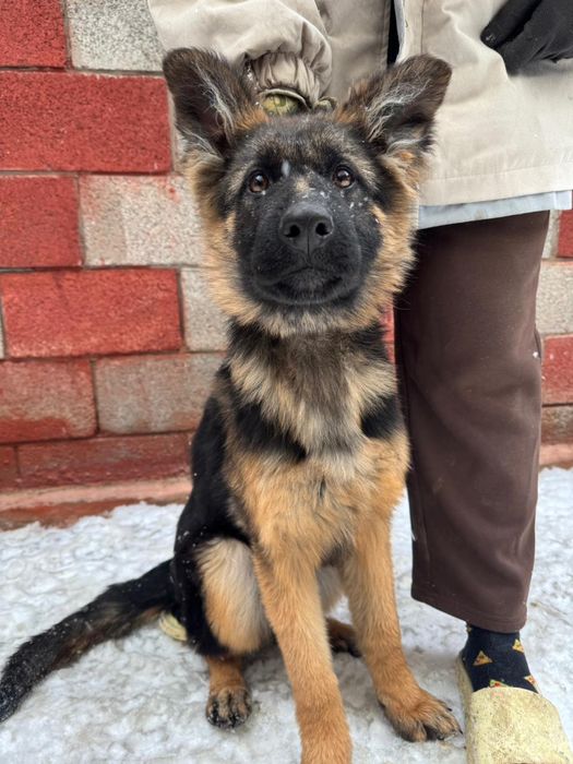 Продается щенок немецкой овчарки(девочка)