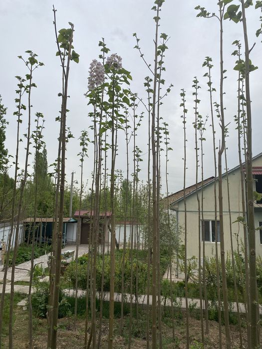 Сотилади  Бектемир туманида  устрилган 500  Павлония  дарахт кучатлари