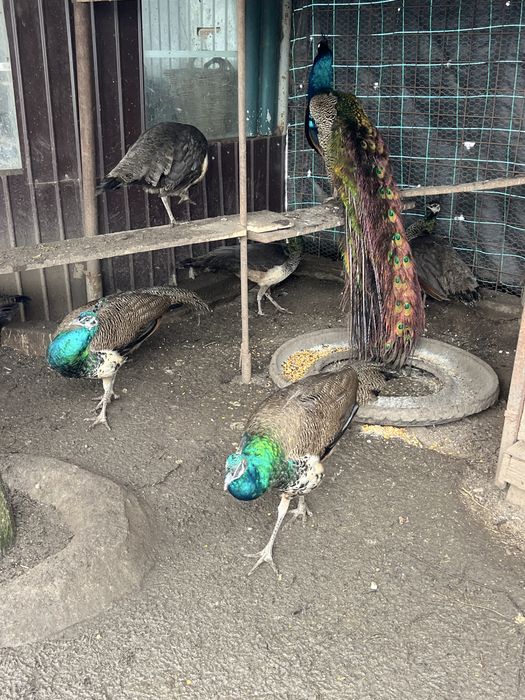 Vand pauni si păunițe