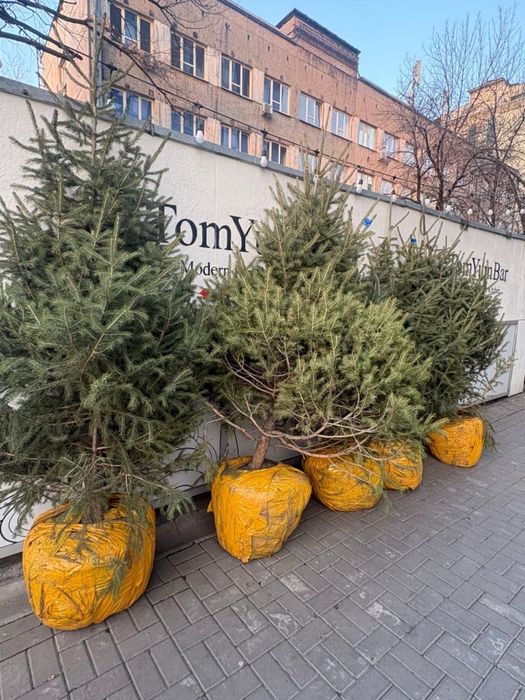 Продам живые ёлки