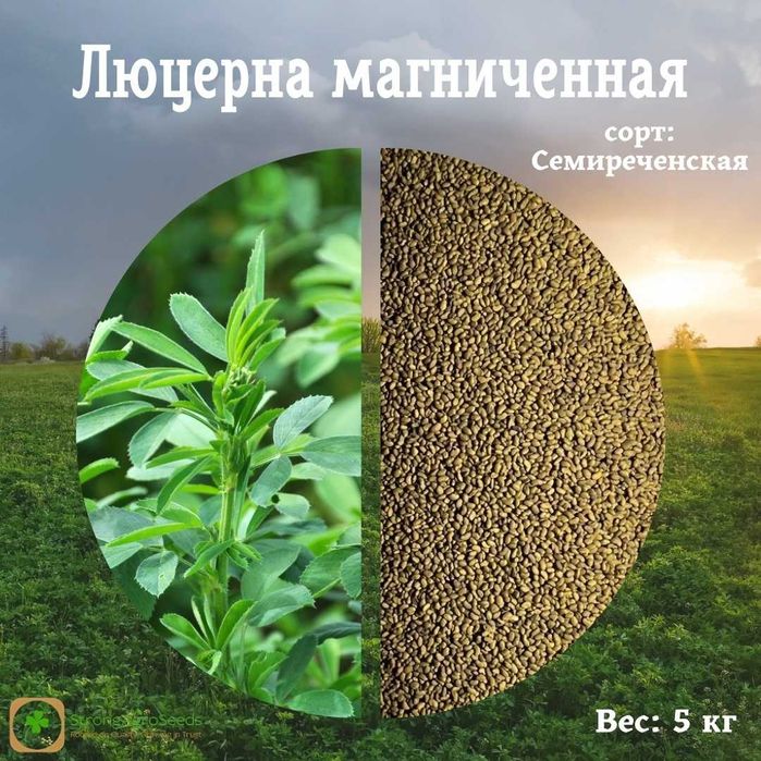 Жонышка урык, Семена Люцерны