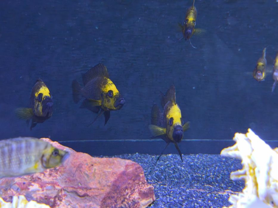 Altolamprologus Compressiceps Gold Head - MUZI