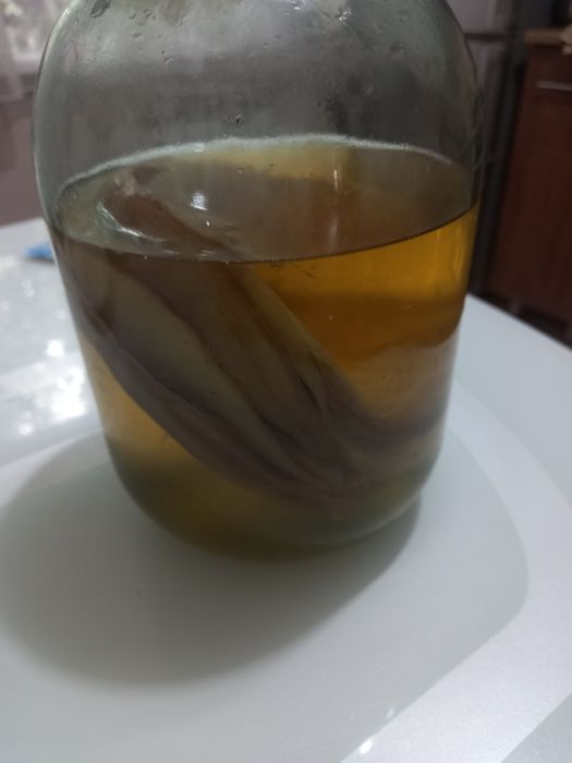 Чайный гриб "комбуча"