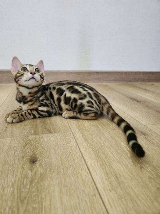 Bengal mushukcha