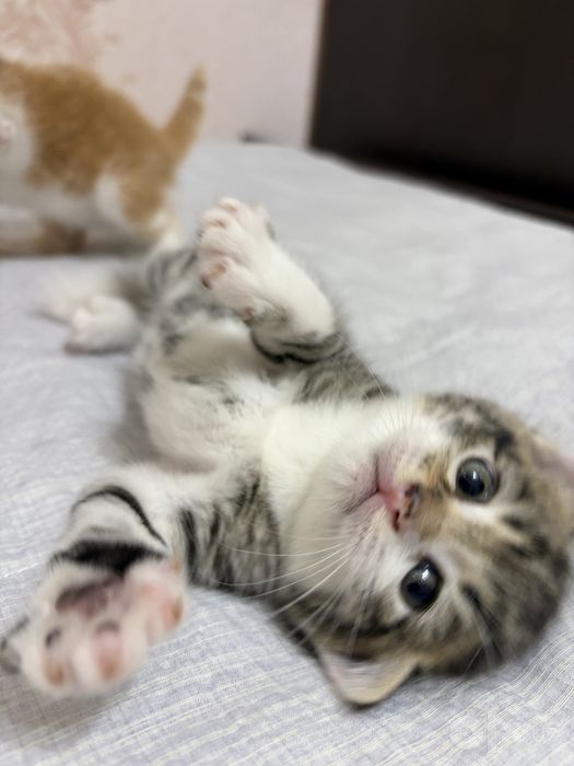 Отдам даром котят в заботливые руки