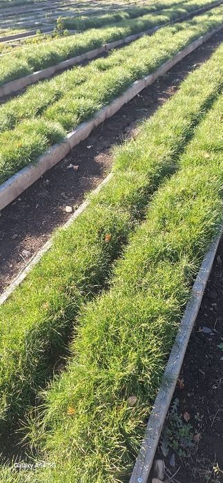 Сеянцы деревьев хвойных