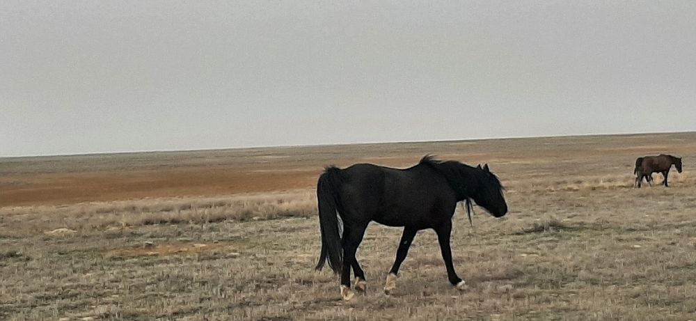 Айғыр сатылады, 2016 құлыны етті айғыр