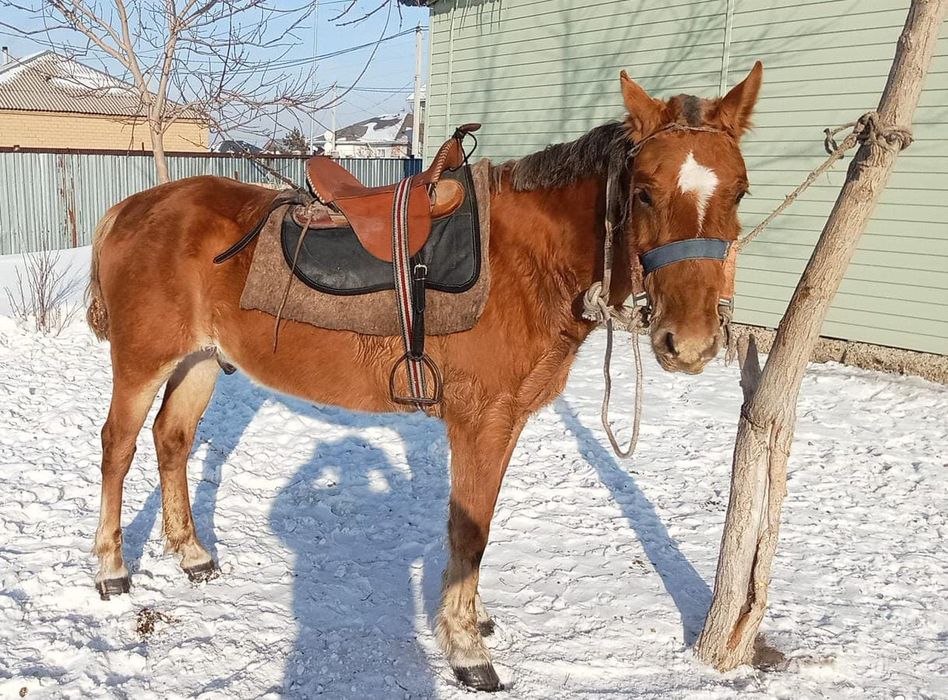Ат сатамын 5 жасар міңғі жуас