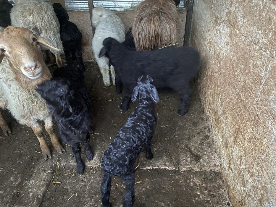 Продается бараны с ягненком