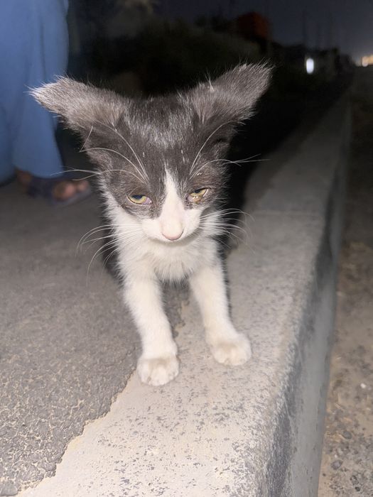 Котенок наворожденный