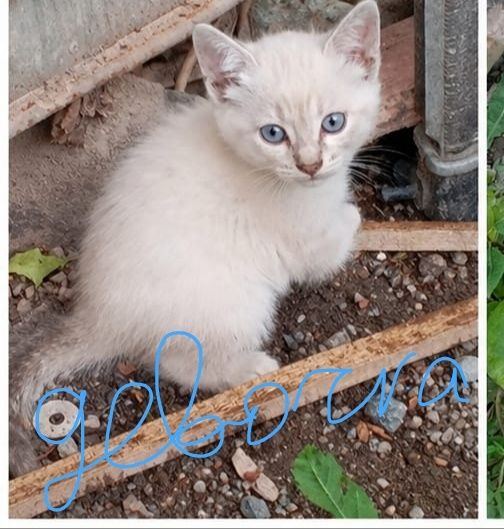 Отдадим котят вместе с мамой