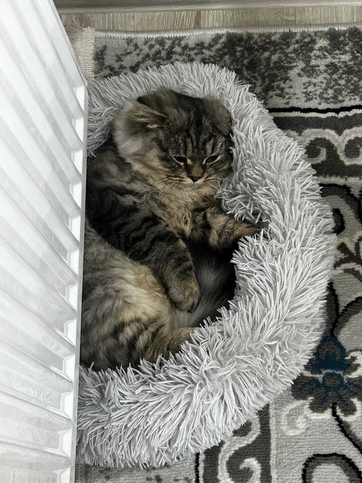 Продаю котенка
Порода: мама — британка, папа — сибиряк