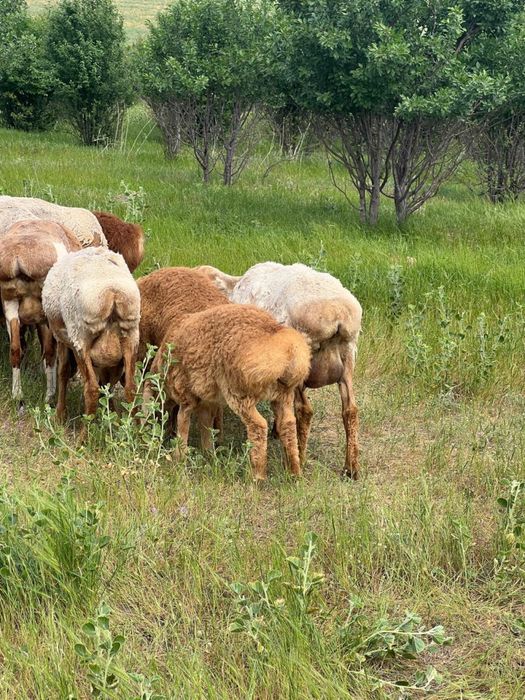 Арашан қойлар сатылады