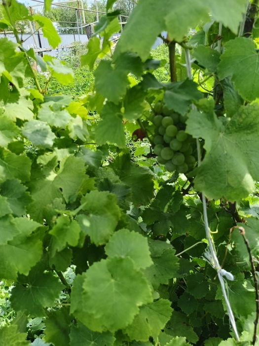 Продам пол дома в селе Дон