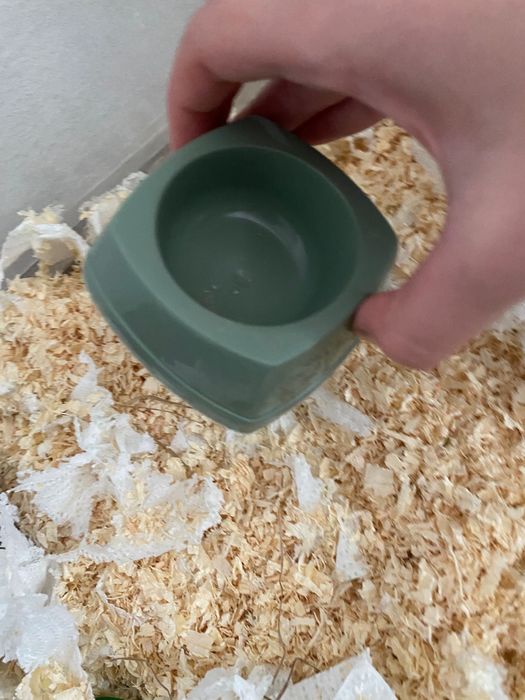 Hamster pitic de vanzare