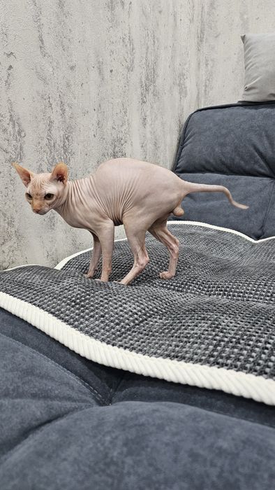 Продаётся кот сфинкс