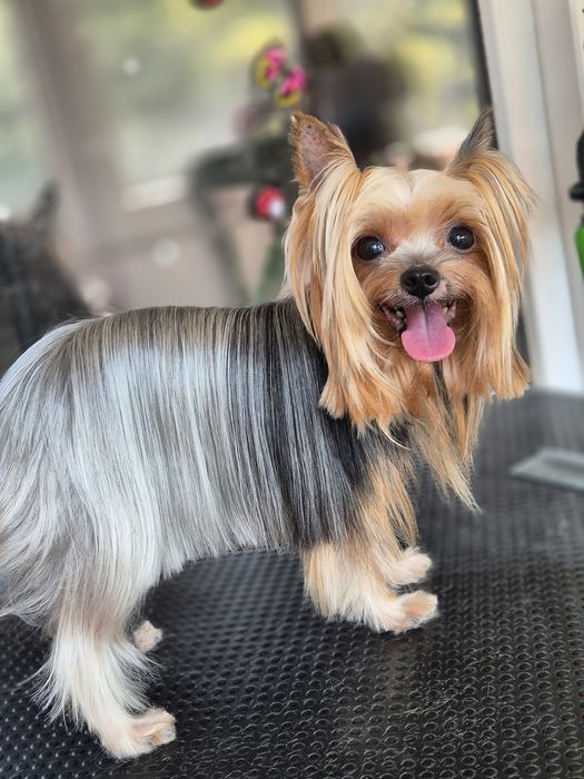 Frizerie canina Constanta