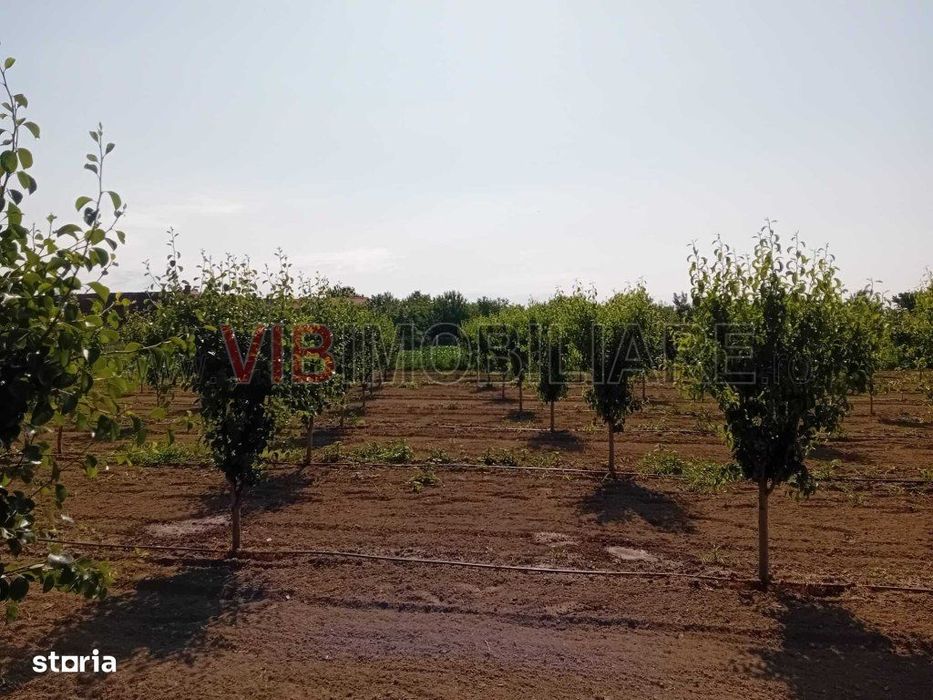 Teren intravilan 16.000 mp | Livadă mixtă | Front stradal 85 ml | Util