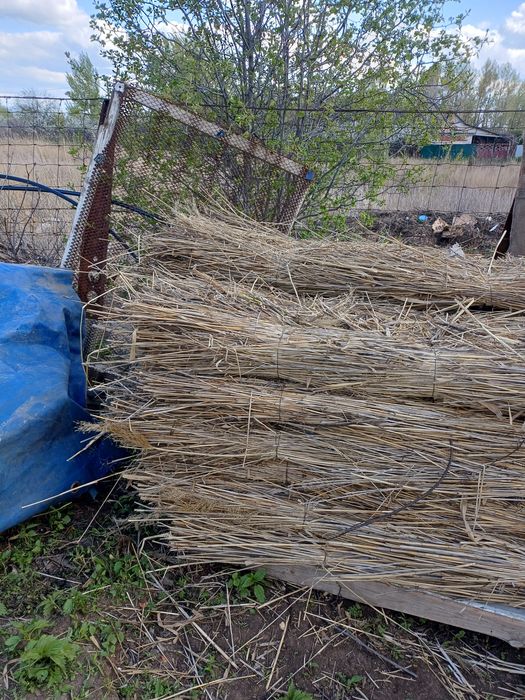 Продам камыш плиты.