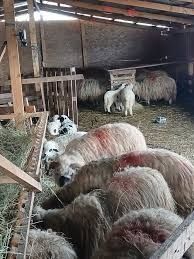 Oi capre românești