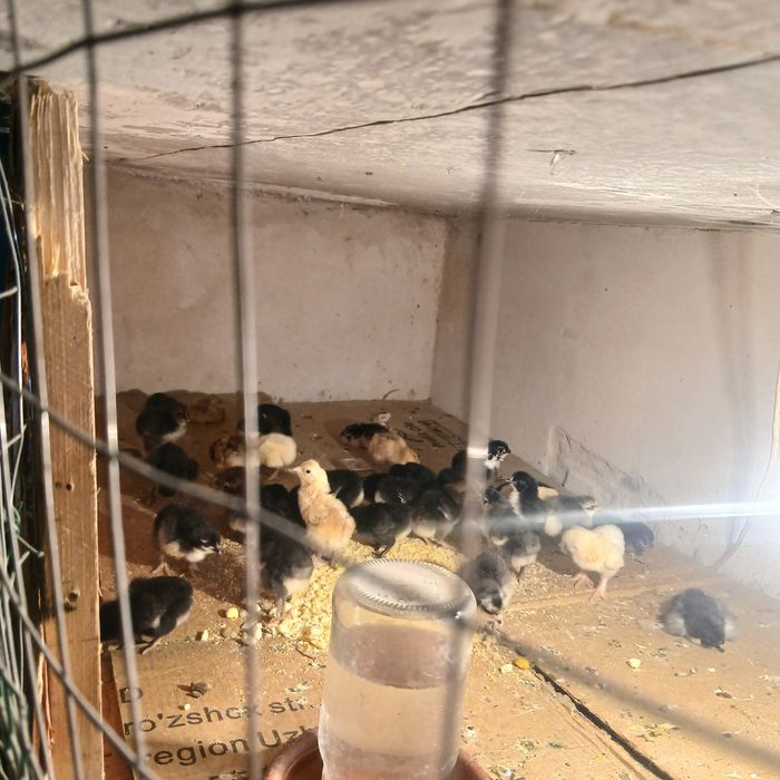 Жужалар сотилади