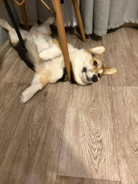 Вельш Корги Пемброк