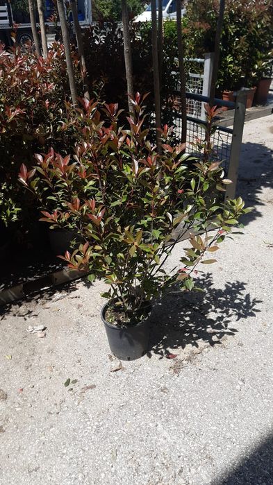 Fotinia Red (photinia)