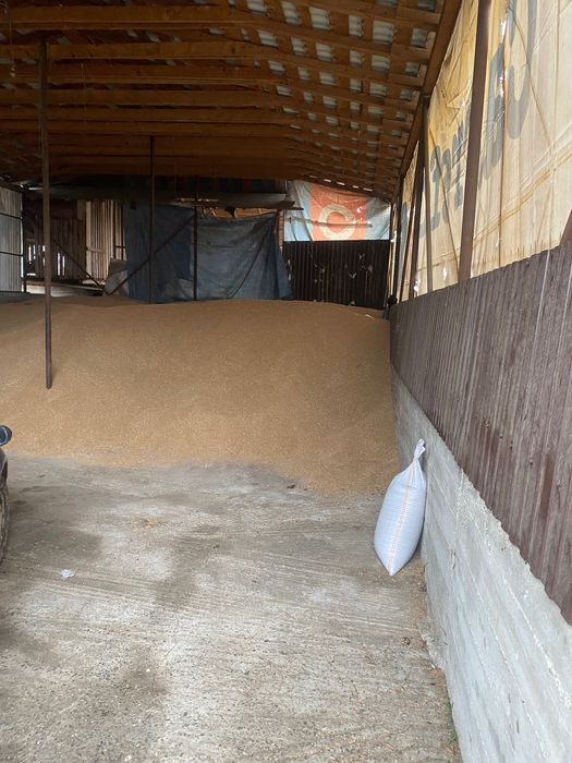 Vând grâu și porumb 0,90 lei kg