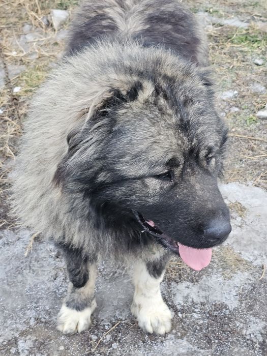 Продам  кавказкая  авчарка