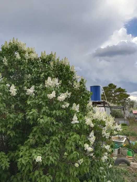 Продам дачу  10,4 соток