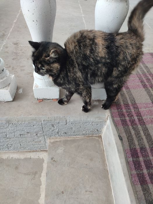 Кошка девочка трёхцветная