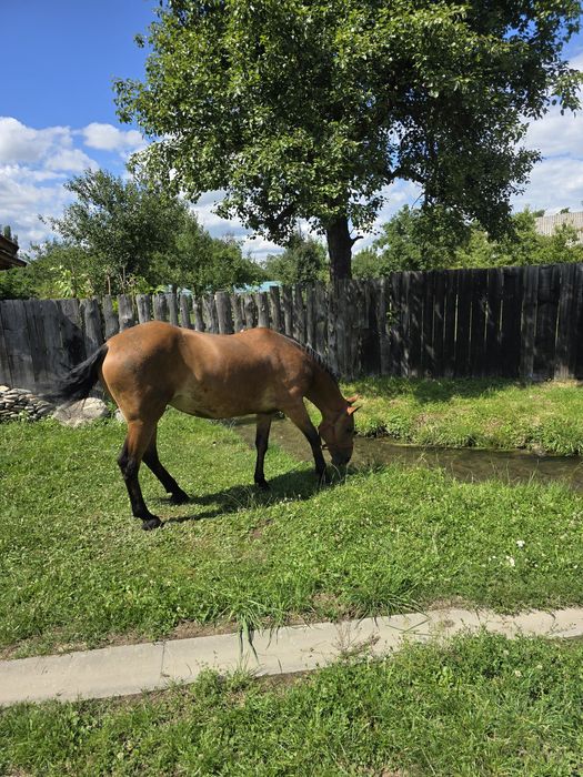 Vând iapa foarte bună de ham