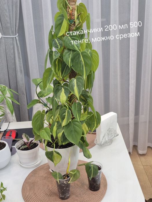 Комнатные растения,