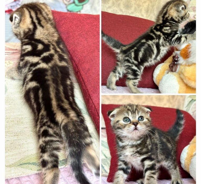 Вислоухие котятки мрамор на золоте!