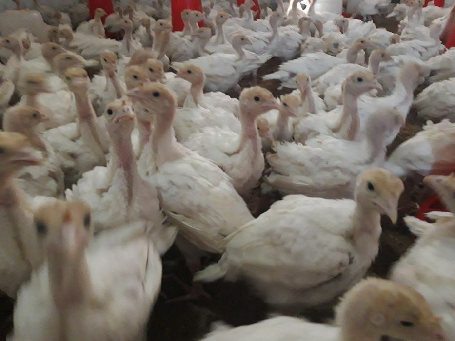 Big6 Kurka jöjalari sotiladi