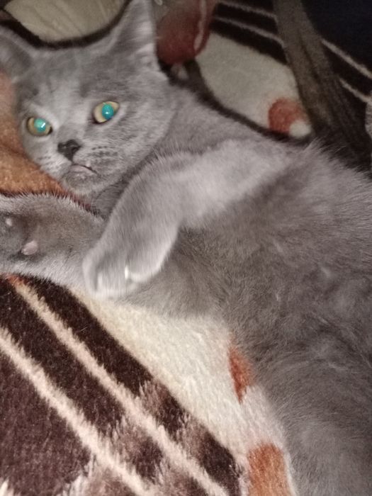 Срочно Скоттиш Страйт мальчик