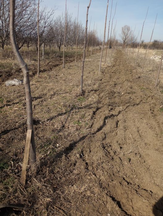 Оран,фрезоване,косене...

+ ФРЕЗОВАНЕ с мото