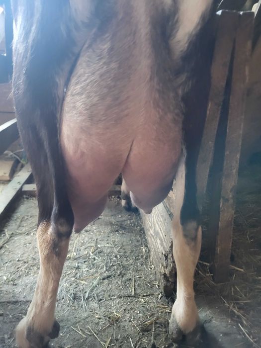 Vand lot de capre lactatie