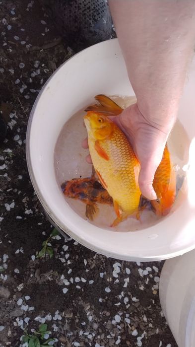 Карп кои с частного пруда продам