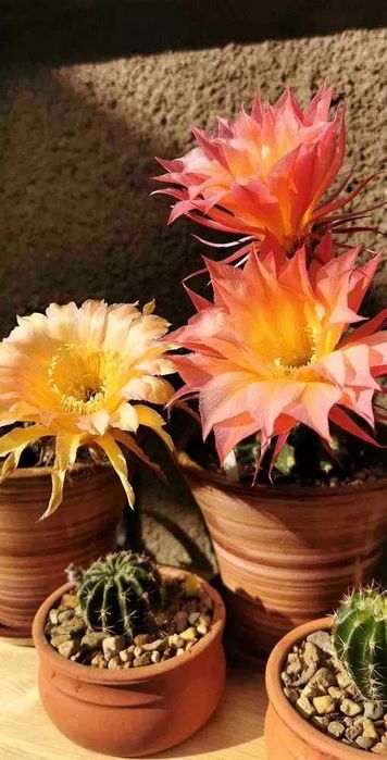 Бял, розов и жълт цъфтящ кактус Ехинопсис (Echinopsis eyriesii)