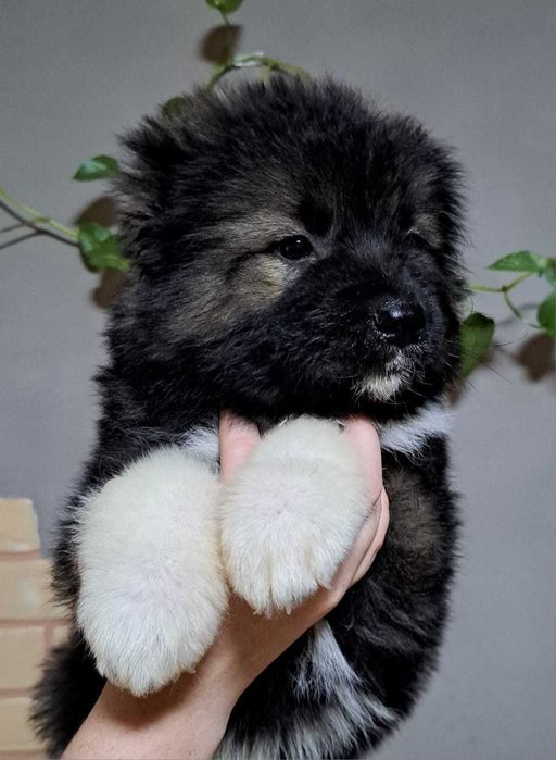 Щенки Кавказкой Овчарки