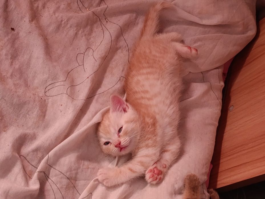 Вязка шотландский кот