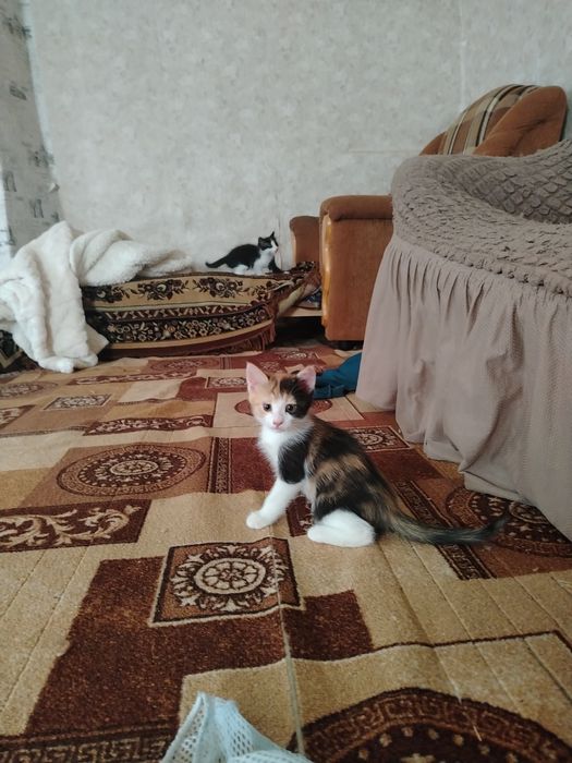 Котята в добрые руки