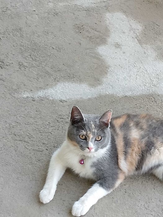 Skotish strayt 9 oylik qizaloq