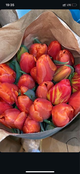 Тюльпаны 7 расцветки