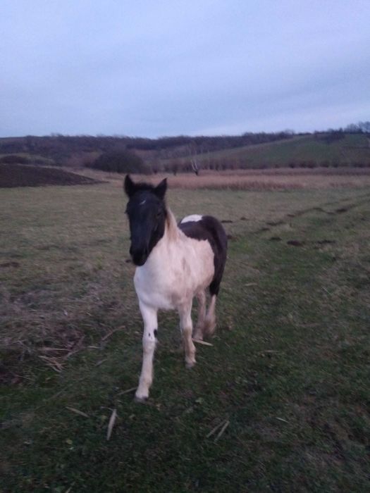 Vand 2 manze de 1 an jum si de 8 luni Calea mare nr 27,pret 2200 euro