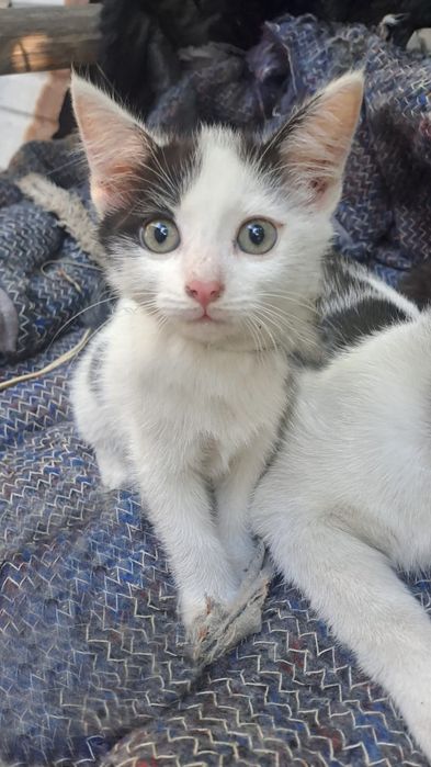 Котята, две девочки, от мамы мышеловки.