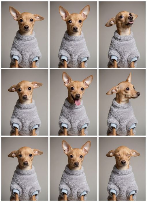 Вязка той терьер Девочка