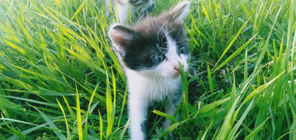 Отдам кошку и котят
